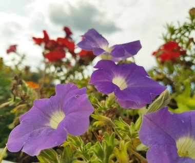 Son çiçek yakın sonbahar beklentisiyle giden yaz. Arka plan yeşil çim ve beyaz gökyüzü karşı hassas petunyaların