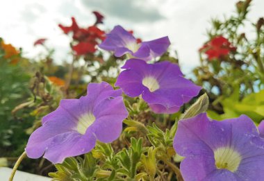 Son çiçek yakın sonbahar beklentisiyle giden yaz. Arka plan yeşil çim ve beyaz gökyüzü karşı hassas petunyaların