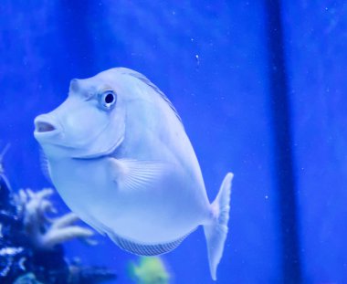 Flora ve fauna denizler ve okyanuslar. Mercan. tropikal balık