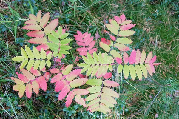 Early autumn. Green and red leaves on one Rowan. Bright Bush on the background of green grass