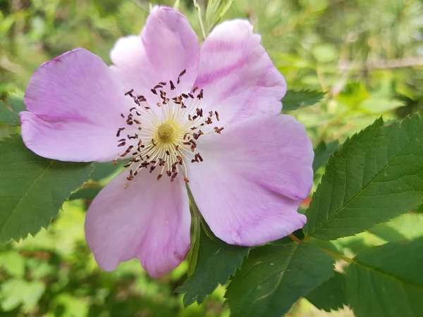 Delikatny Kwiat Dzikiej Róży Wyspie Yagry Severodvinsk Miasta Bliska Delikatny — Zdjęcie stockowe