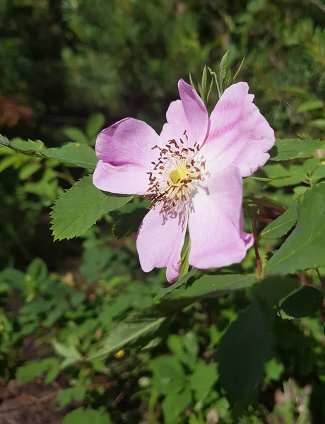 Una Delicada Flor Rosa Silvestre Isla Yagry Ciudad Severodvinsk Cerca — Foto de Stock