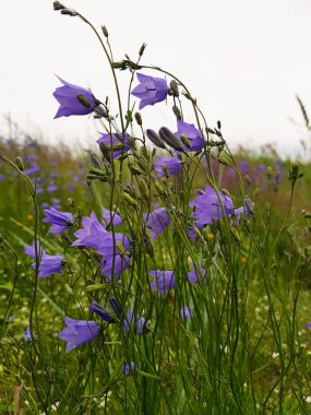 Bulutlu yaz gününde Severodvinsk Yagry Adası. Sahilde alan çan. Rüzgarda hassas mor çiçekler