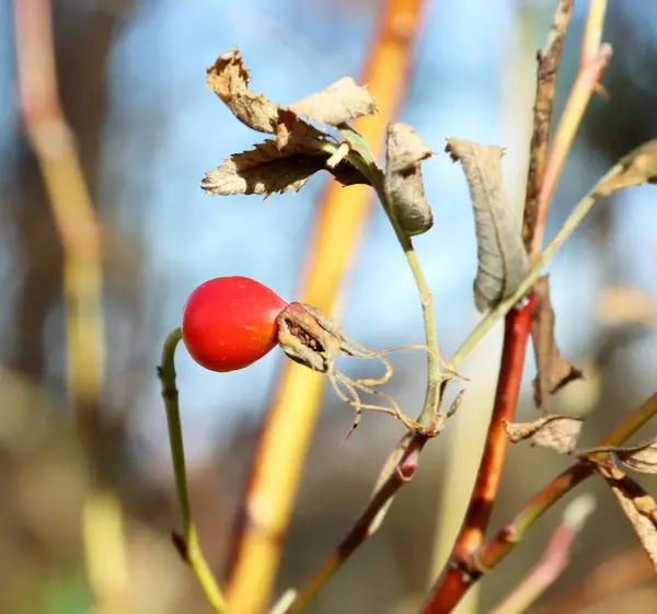 Autumn Sadness Bright Colors Rosehip Berries Light Autumn Sun Island — Stock Photo, Image