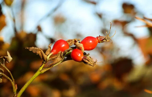 Autumn Sadness Bright Colors Rosehip Berries Light Autumn Sun Island — Stock Photo, Image