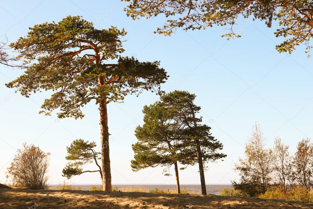autumn day on the island of Yagry in Severodvinsk. Unique pine forest. white sea coast