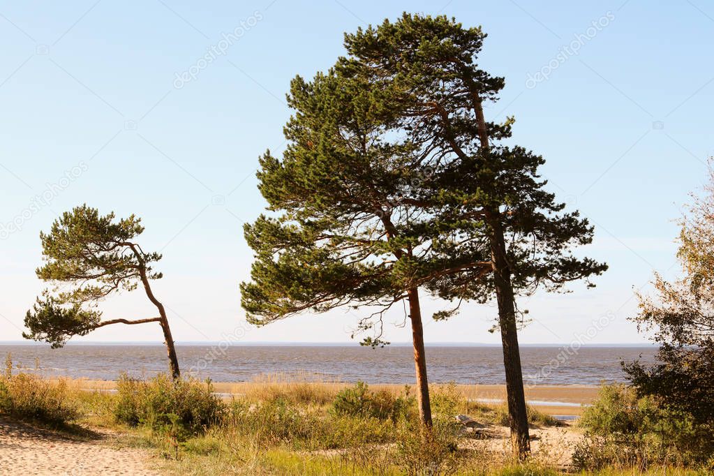 autumn day on the island of Yagry in Severodvinsk. Unique pine forest. white sea coast