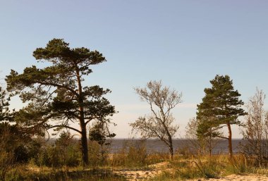 sonbahar günü Severodvinsk Yagry ada üzerinde. Benzersiz çam ormanı. Beyaz Yalı