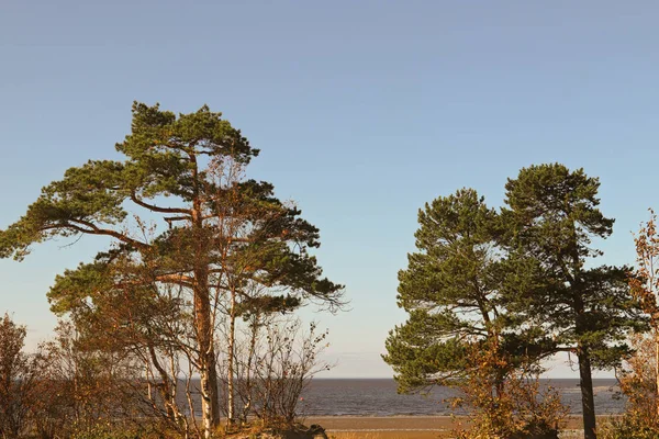 Yagry в Северодвинск. Унікальний соснового лісу. біле море узбережжя — стокове фото