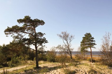 sonbahar günü Severodvinsk Yagry ada üzerinde. Benzersiz çam ormanı. Beyaz Yalı