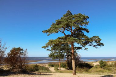 sonbahar günü Severodvinsk Yagry ada üzerinde. Benzersiz çam ormanı. Beyaz Yalı