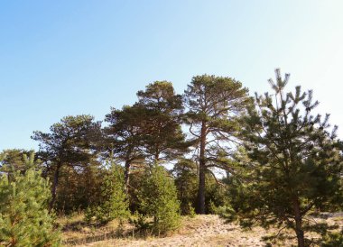 sonbahar günü Severodvinsk Yagry ada üzerinde. Benzersiz çam ormanı. Beyaz Yalı