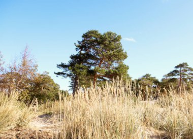 sonbahar günü Severodvinsk Yagry ada üzerinde. Benzersiz çam ormanı. Beyaz Yalı