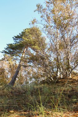 sonbahar günü Severodvinsk Yagry ada üzerinde. Benzersiz çam ormanı. Beyaz Yalı