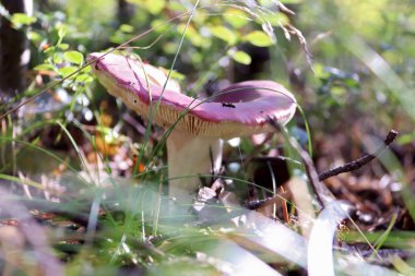 Çim, dal ve yosun arasında kapatma Russula. Severodvinsk Yagry Adası çam ormanında güneşli sonbahar günü
