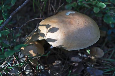 Xerocomus çimen, dal ve yosun arasında kapatın. Severodvinsk Yagry Adası çam ormanında güneşli sonbahar günü