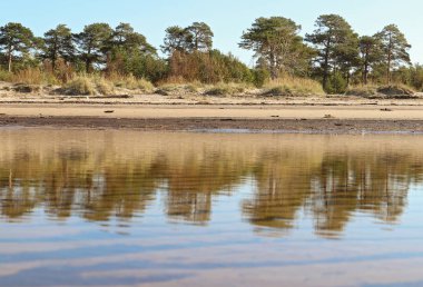 sonbahar günü Severodvinsk Yagry ada üzerinde. Benzersiz çam ormanı. Beyaz Yalı. deniz gelgit. geniş düşük tide grubu