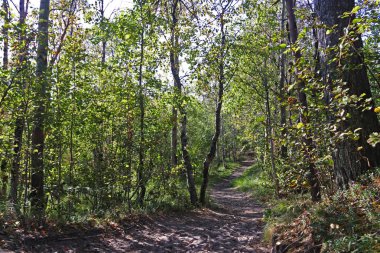 sonbahar günü Severodvinsk Yagry ada üzerinde. Benzersiz çam ormanı. Beyaz Yalı. orman yolu