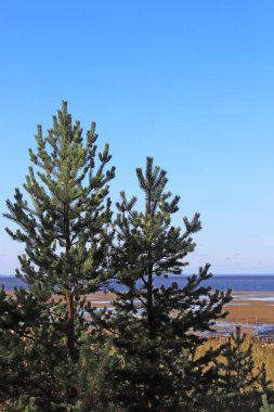 sonbahar günü Severodvinsk Yagry ada üzerinde. Benzersiz çam ormanı. Beyaz Yalı. deniz gelgit. geniş düşük tide grubu