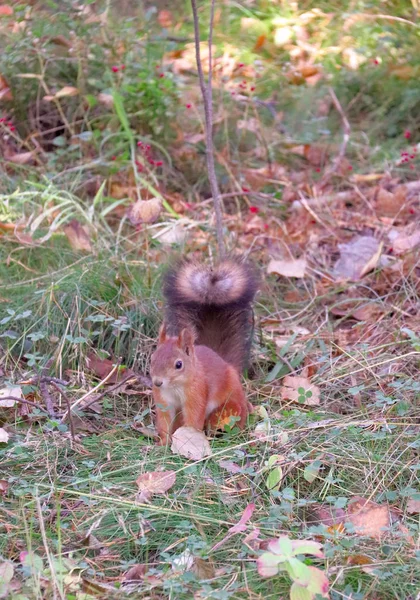 Rode Eekhoorn Een Forest Clearing Zoek Naar Hun Voorraden Het — Stockfoto