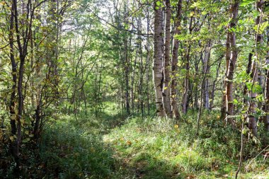 sonbahar günü Severodvinsk Yagry ada üzerinde. Benzersiz çam ormanı. Beyaz Yalı. orman yolu