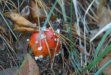 Çim, dal ve yosun arasında kapatma mantarı. Severodvinsk Yagry Adası çam ormanında güneşli sonbahar günü
