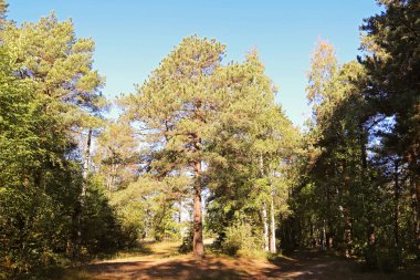 sonbahar günü Severodvinsk Yagry ada üzerinde. Benzersiz çam ormanı. Beyaz Yalı