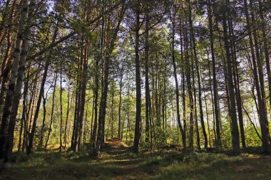 sonbahar günü Severodvinsk Yagry ada üzerinde. Benzersiz çam ormanı. Beyaz Yalı. orman yolu