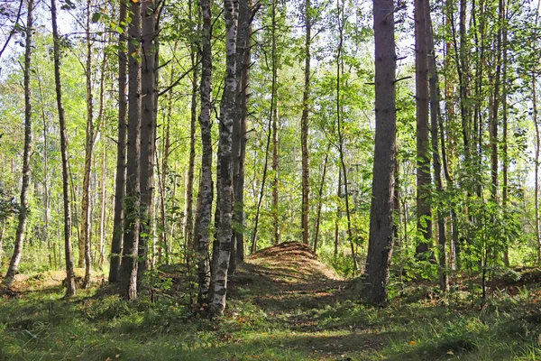セヴェロドヴィンスクの Yagry 島の秋の日 ユニークな松林 白い海海岸 森の小道 — ストック写真