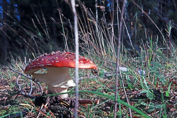 Cogumelo Dançante Cogumelos Curtos Amanita Muscaria Fechar Entre Grama Galhos — Fotografia de Stock