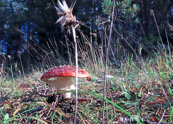 Cogumelo Dançante Cogumelos Curtos Amanita Muscaria Fechar Entre Grama Galhos — Fotografia de Stock
