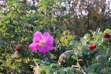 Gül kalçası çiçek-sonbahar gülümsemesi. Meyve salkımlı bir çalılıkta güzel pembe bir çiçek. Yagry Adası, Severodvinsk