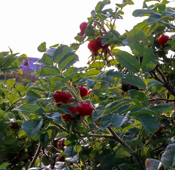 Rose Hips Bright Spots Fall Beautiful Red Fruits Bush Yagry — Stock Photo, Image