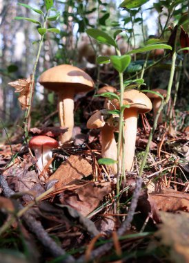 Xerocomus çimen, dal ve yosun arasında kapatın. Severodvinsk Yagry Adası çam ormanında güneşli sonbahar günü