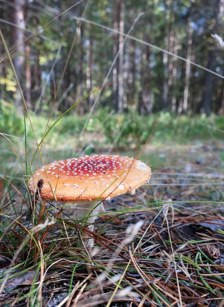 Amanita Muscaria Aus Nächster Nähe Zwischen Gras Zweigen Und Moos — Stockfoto