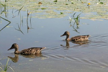 Damansky Adası Yaroslavl kıyıda ördek. Yaroslavl güneşli yaz gün.