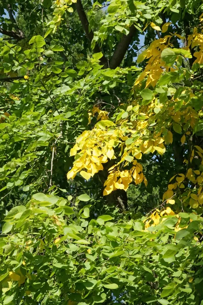 Yaroslavl Güneşli Yaz Günü Park Damansky Adası Güneş Güzel Sarı — Stok fotoğraf