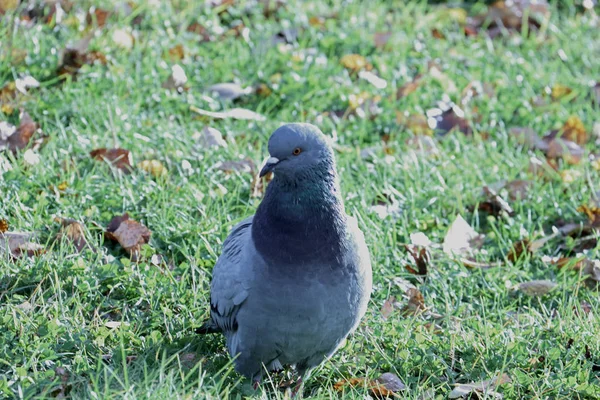 Colombe Sérieuse Sur Pelouse Parsemée Feuilles Tombées Gros Plan — Photo