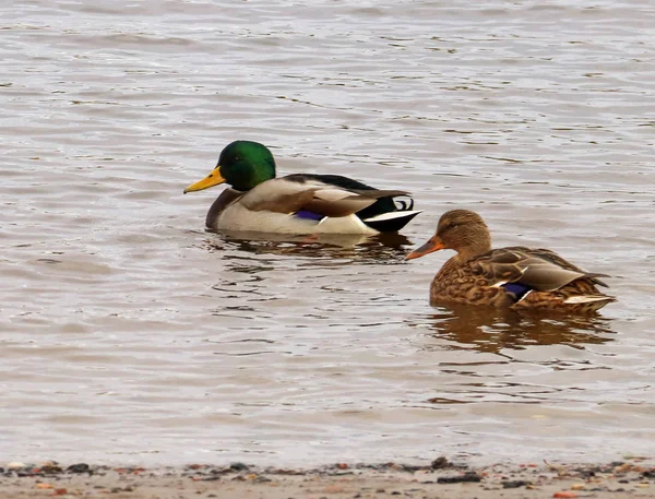 Arkhangelsk Dia Outono Banco Rio Dvina Norte Frente Solombala Patos — Fotografia de Stock