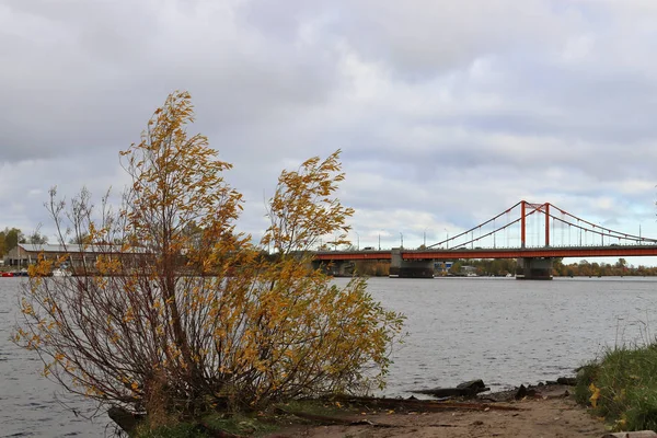 Archangelsk Höstdag Stranden Floden Norra Dvina Mittemot Solombala Gyllene Höstlöv — Stockfoto