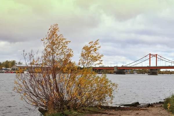 Arkhangelsk Jour Automne Sur Rive Dvina Nord Face Solombala Feuilles — Photo