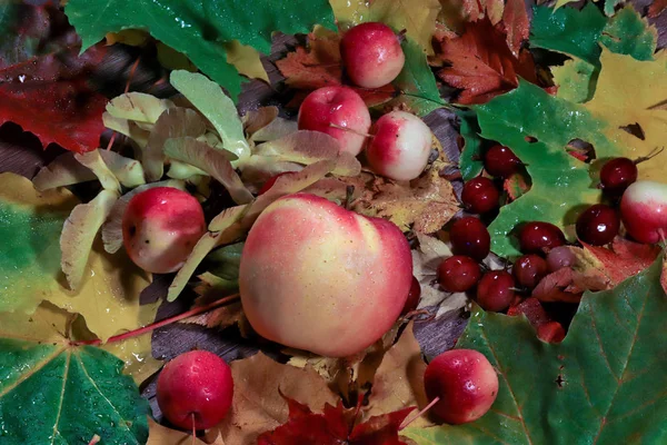 Paleta Jesień Martwa Natura Owoców Liści Jesienią Jesienny Nastrój Rosie — Zdjęcie stockowe