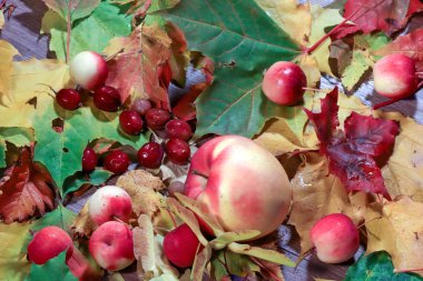 Sonbahar paleti. Meyve ve sonbahar yaprakları natürmort. Sonbahar ruh hali. Yaprağın
