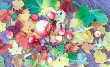 Sonbahar paleti. Meyve ve sonbahar yaprakları natürmort. Sonbahar ruh hali. Yaprağın