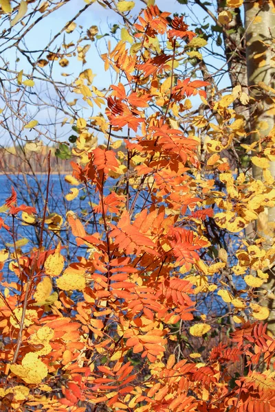 Nordherbst Sonniger Tag Leuchtend Orangefarbene Blätter Der Eberesche Blauen Himmel — Stockfoto