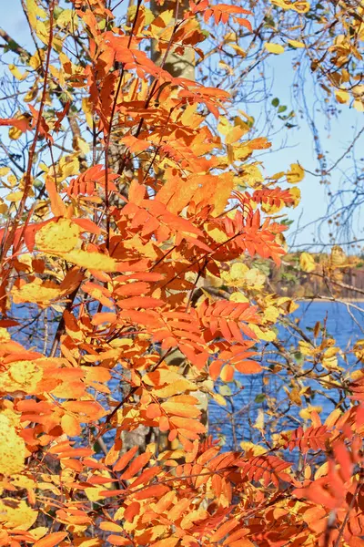 Nordherbst Sonniger Tag Leuchtend Orangefarbene Blätter Der Eberesche Blauen Himmel — Stockfoto