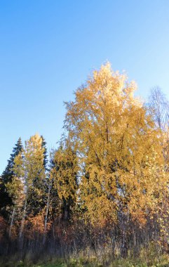 Sonbahar günü sanatoryum 