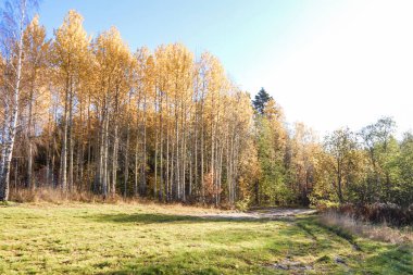 Sonbahar günü sanatoryum 