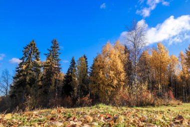 Sonbahar günü sanatoryum 