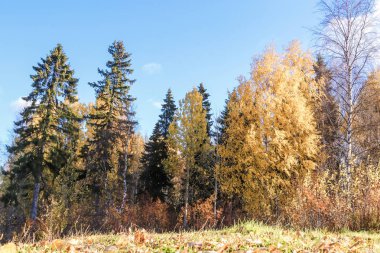 Sonbahar günü sanatoryum 